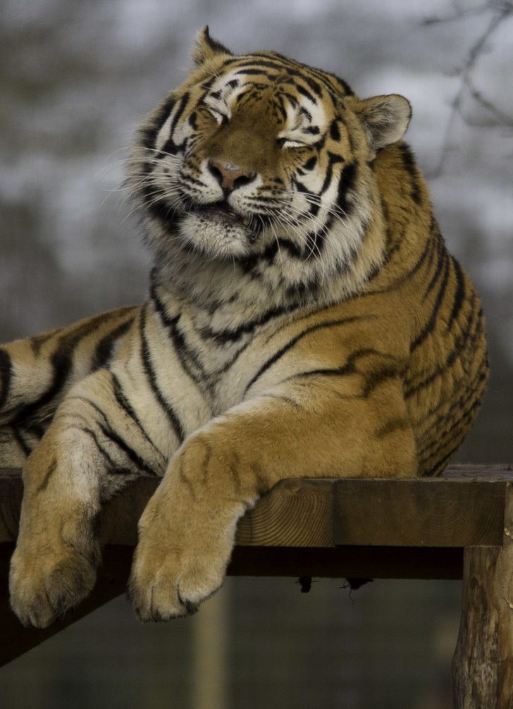 smiling tiger