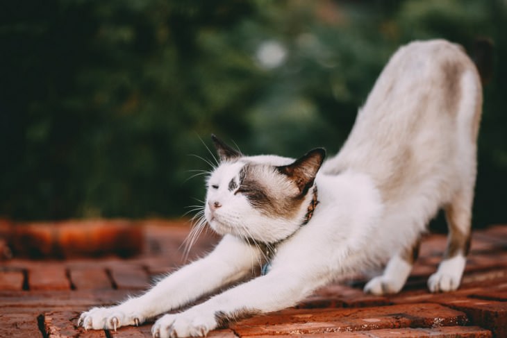 facts about cats - white cat stretching in the street