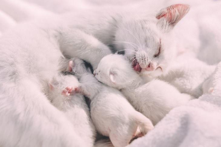 75 Insanely Adorable Tiny Kittens