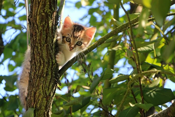 Cute kittens and cats happy and smiling