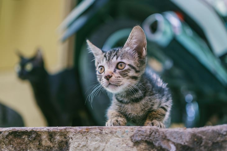 Cute kittens and cats happy and smiling