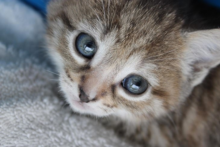 Cute kittens and cats happy and smiling