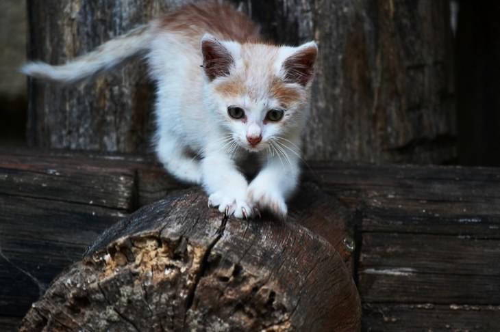 Cute kittens and cats happy and smiling