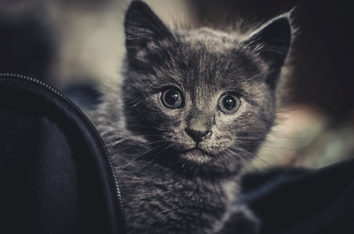 cat and kitty facts - cute little kitten staring at the camera