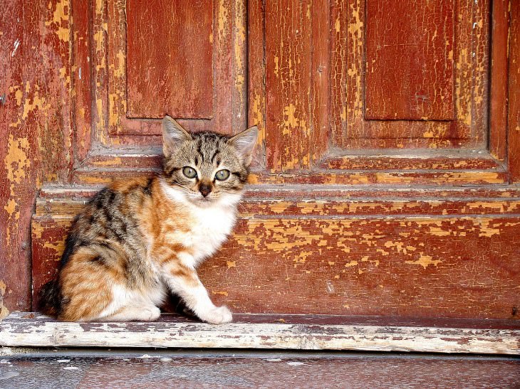 Cute kittens and cats happy and smiling