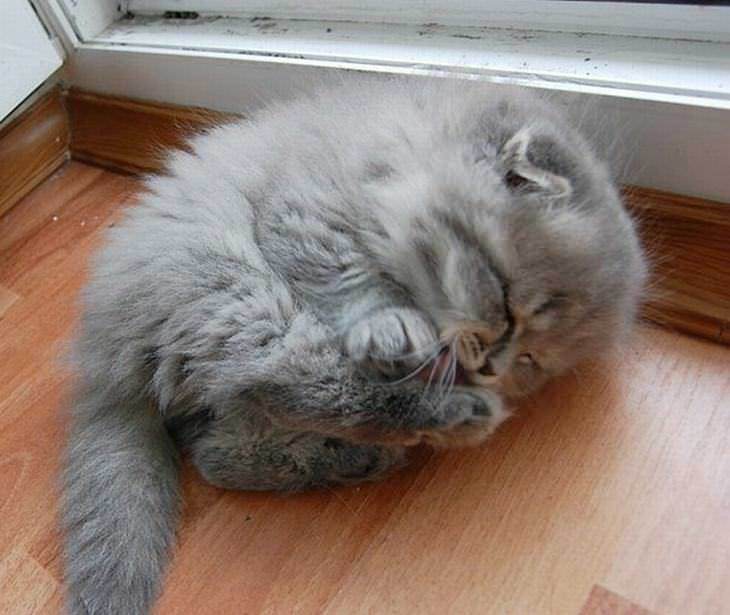 cutest kitten in the world