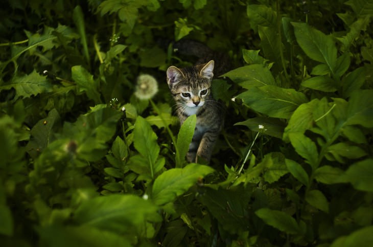 Cute kittens and cats happy and smiling