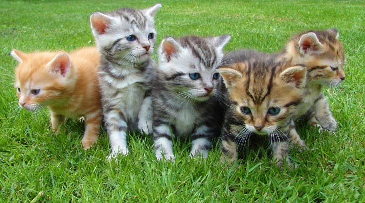 Cute kittens and cats happy and smiling