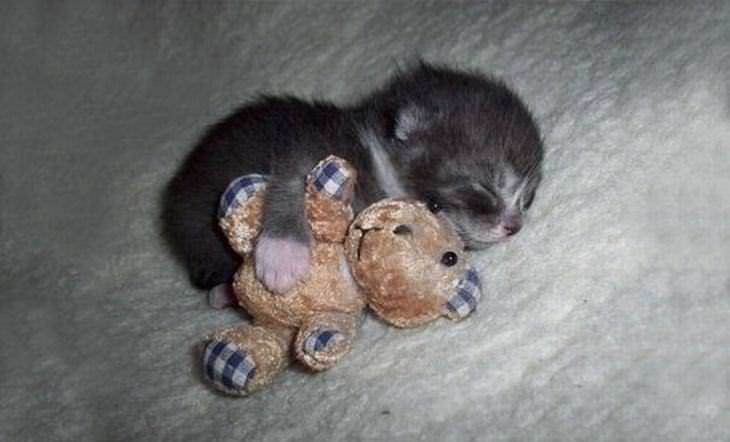 75 Insanely Adorable Tiny Kittens