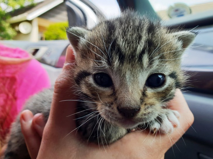 Cute kittens and cats happy and smiling