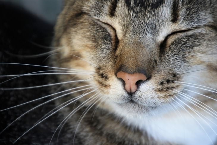 domestic cat facts - closeup of cat face and whiskers