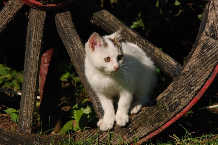 Cute kittens and cats happy and smiling