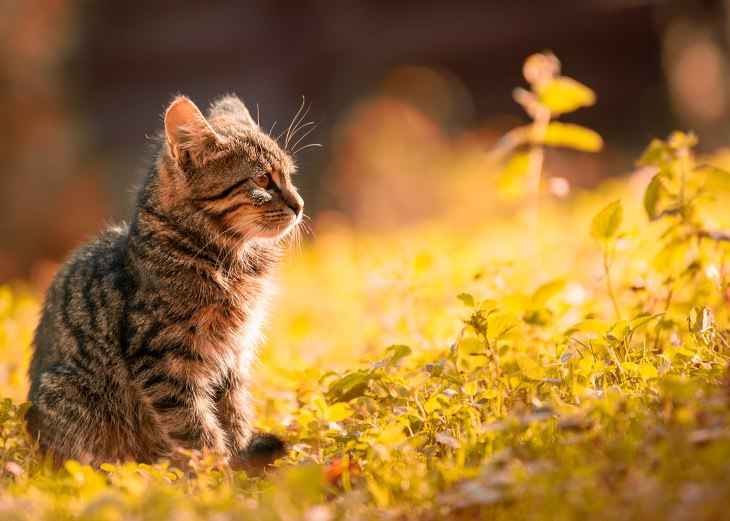 Cute kittens and cats happy and smiling