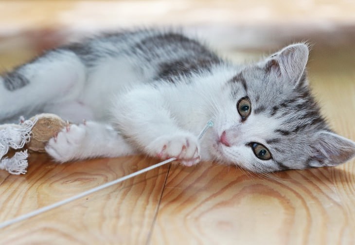 Cute kittens and cats happy and smiling