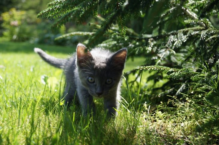 Cute kittens and cats happy and smiling