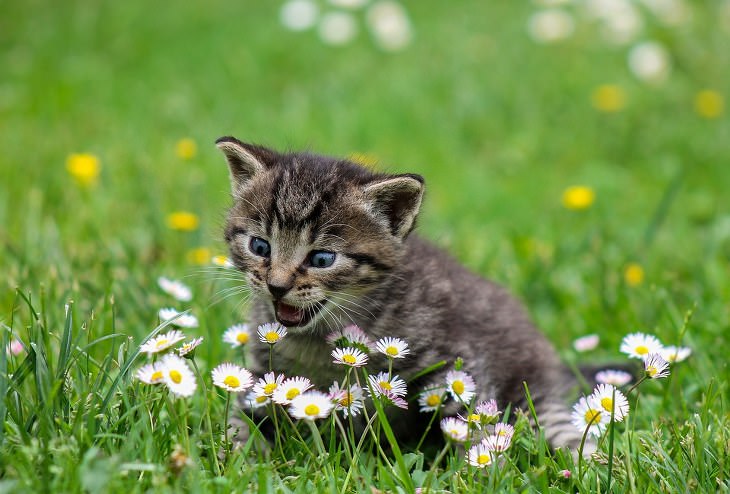 Cute kittens and cats happy and smiling