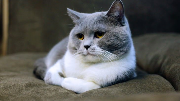 pet facts - gray domestic cat sitting on the couch