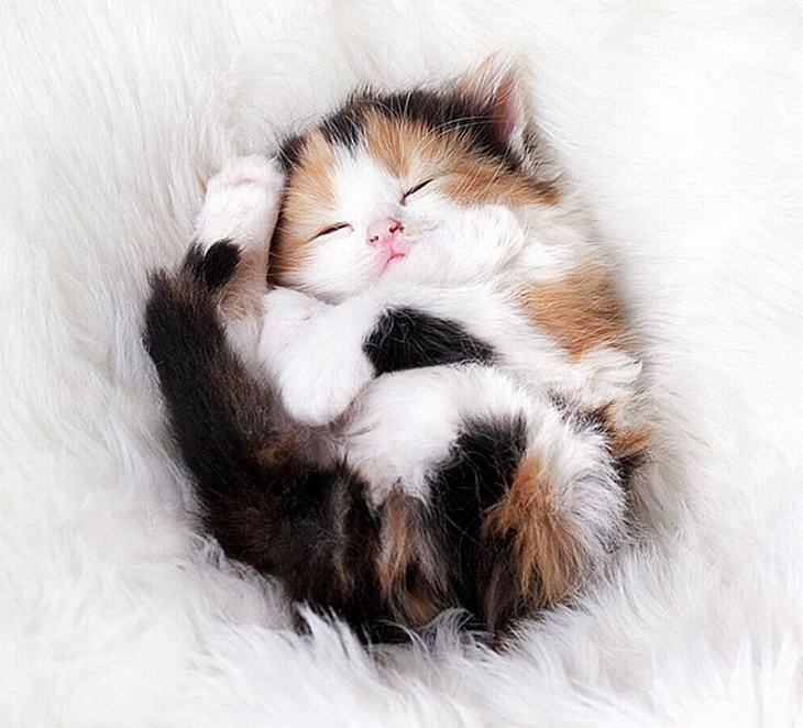 75 Insanely Adorable Tiny Kittens