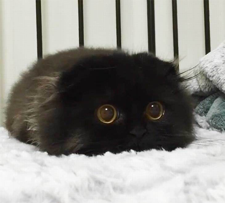 Cute kitty with big eyes