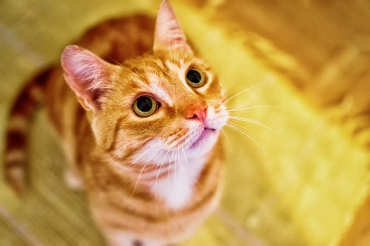 top facts about cats - ginger cat looking very cute and friendly