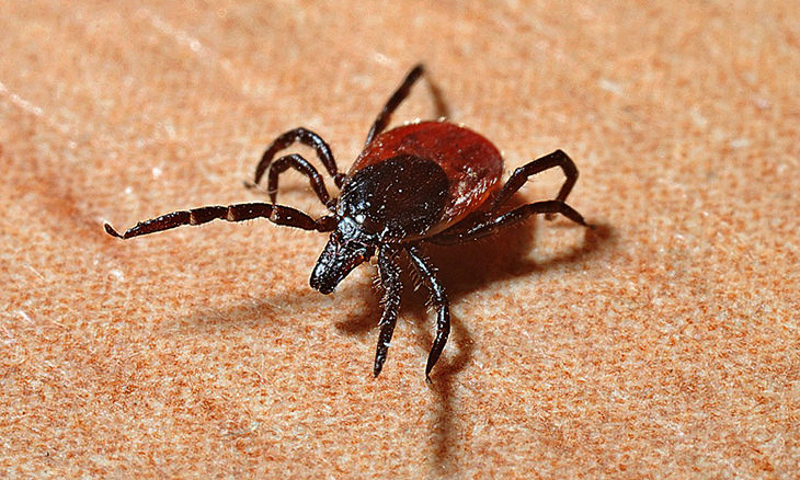 10-things-ticks