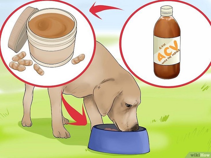 Apple Cider Vinegar for Dogs 