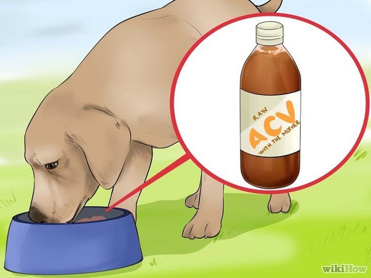 Apple Cider Vinegar Uses for Dogs