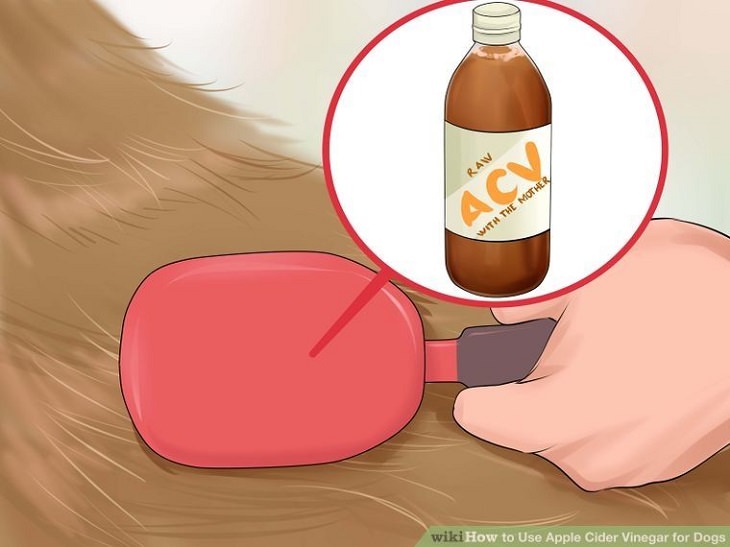 Apple Cider Vinegar for Dogs 