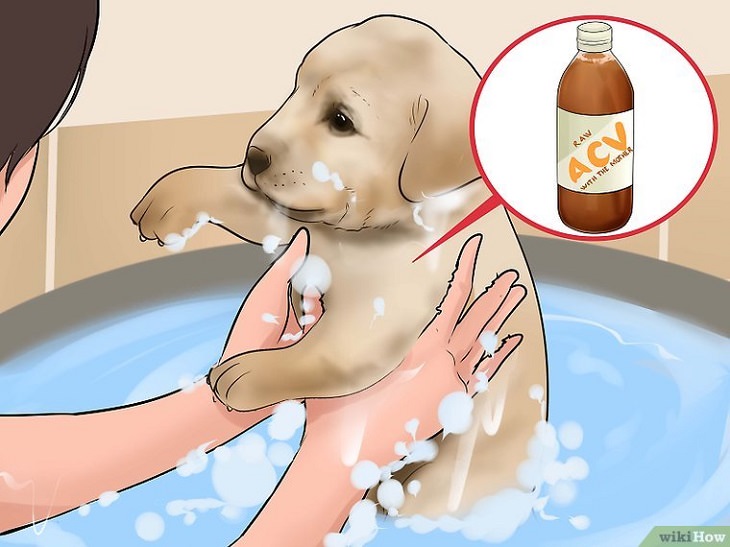 Apple Cider Vinegar for Dogs 