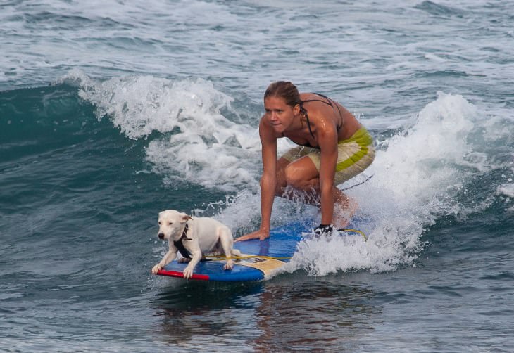 unusual sports - Dog Surfing