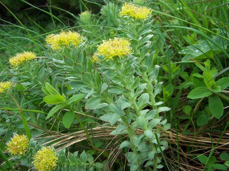 rhodiola plant