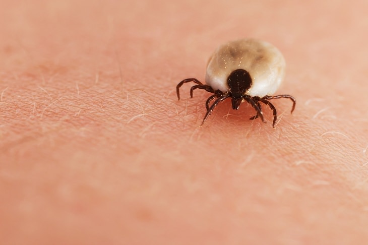 Diseases Caused by Ticks 