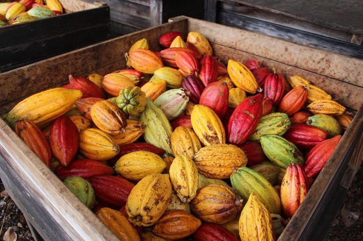 How Chocolate is Made 