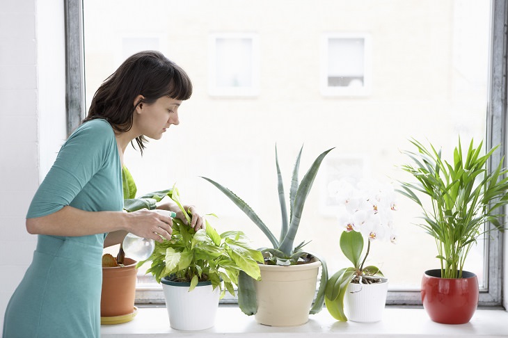 Increasing Humidity for Plants 