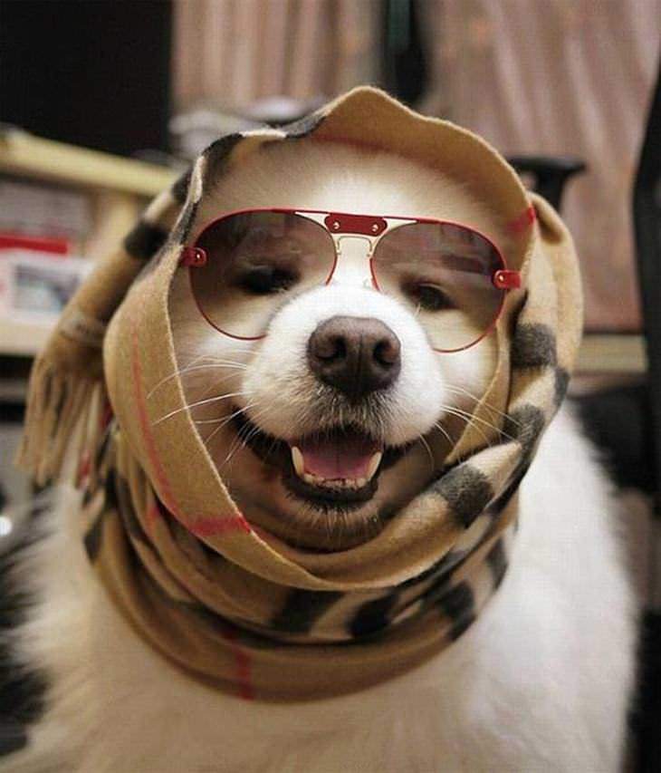 Cute happy dogs and puppies smiling and dressing up