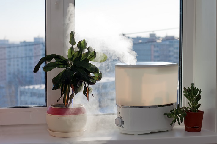 Increasing Humidity for Plants 