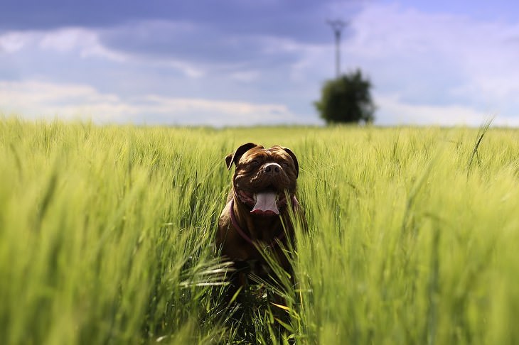 funny big dog smiling and being cute in the grass