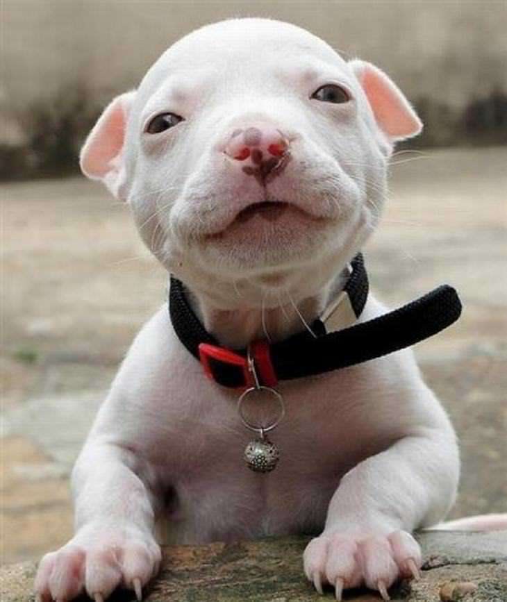 smiling puppy images