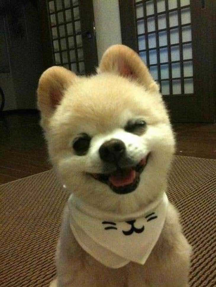 Image result for cute dog smiles