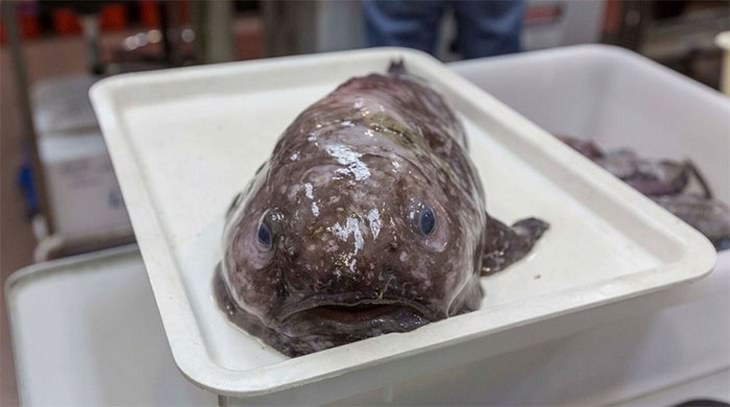 Weird and Strange Fish