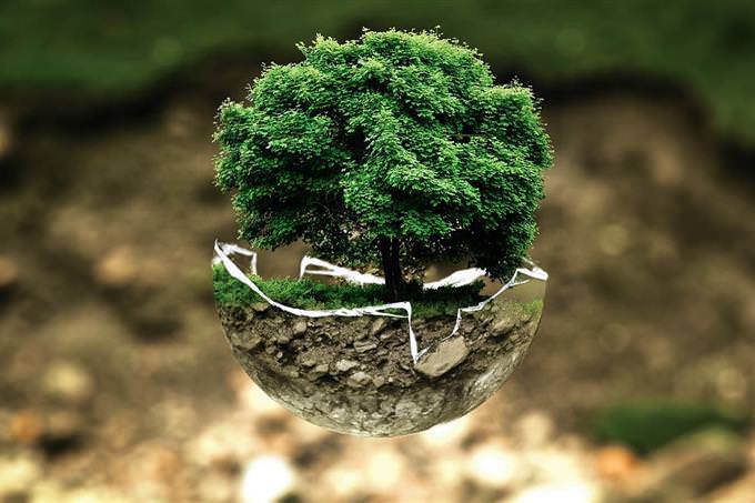 A tree growing out of a broken glass ball