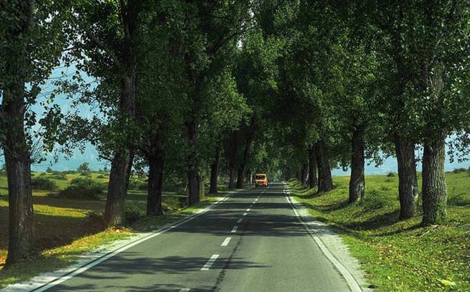 A car driving down the street between a row of trees