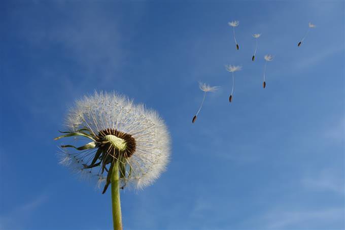 A dandelion in the wind