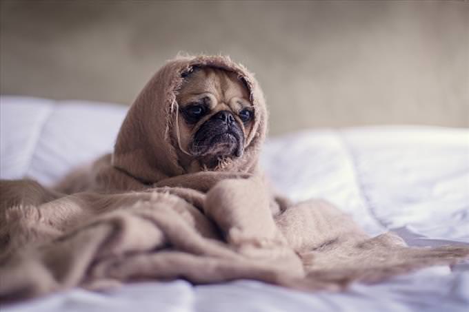 pug sitting on bed