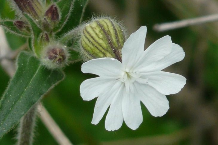 Flowers That Bloom at Night 