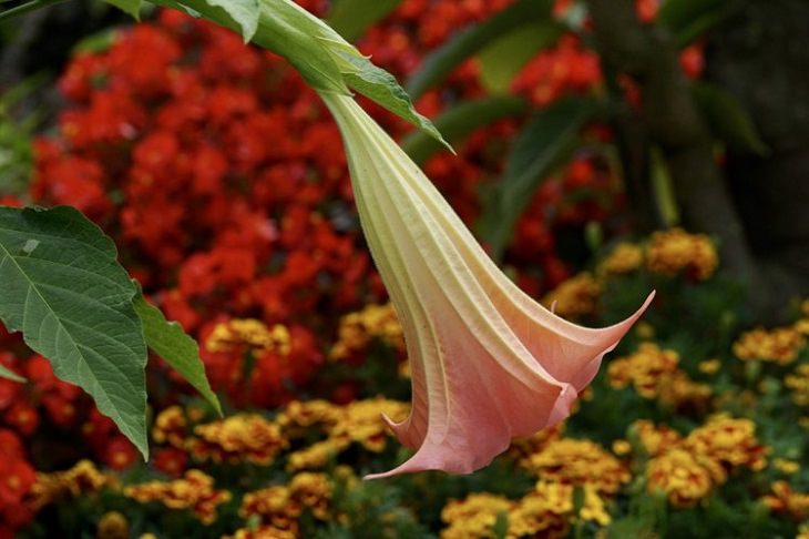 Flowers That Bloom at Night 