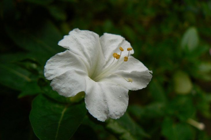 Flowers That Bloom at Night 