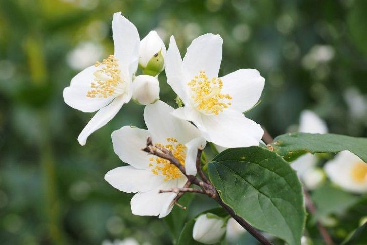 10 Flowers That Bloom at Night