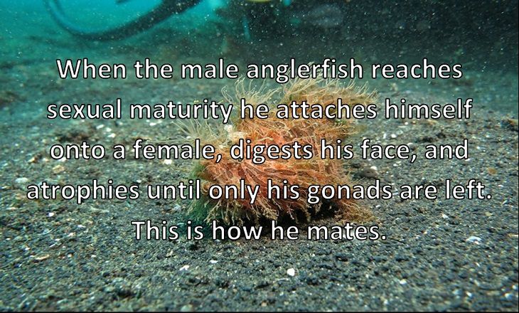 When the male anglerfish reaches sexual maturity he attaches himself onto a female, digests his face, and atrophies until only his gonads are left. This is how he mates.