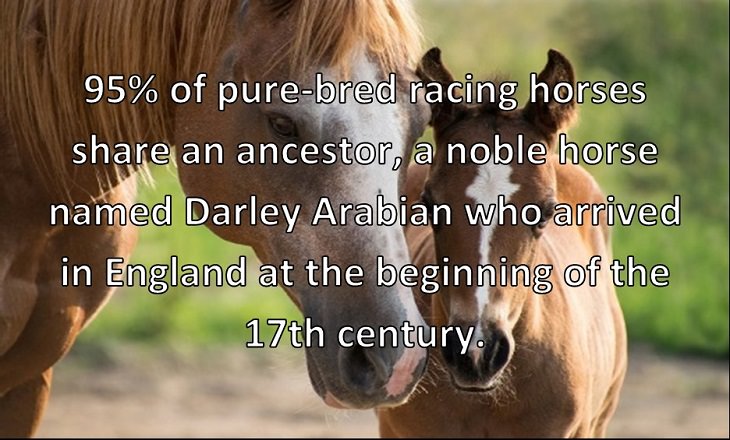  95% of pure-bred racing horses share an ancestor, a noble horse named Darley Arabian who arrived in England at the beginning of the 17th century. 
